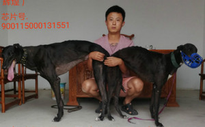 小狼爪X黑色幻想 HSZC 1308，900115000131551.jpg