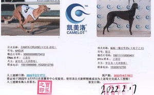 卡尼亚游轮X蝙蝠156111110093451.jpg