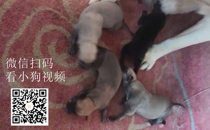 阿斯顿加利利X芒果 941000225080126.jpg