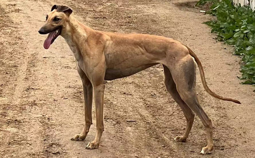 皮卡丘 156111110029540