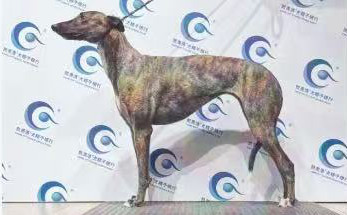 老虎 988000001880268