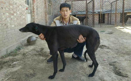 小攻击 156111110086284，NGQX 611A