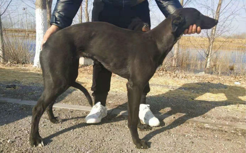 马菲 900250000383150