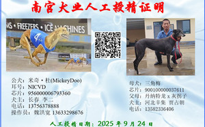 米奇杜X三角梅 CY290，900100000037611.jpg