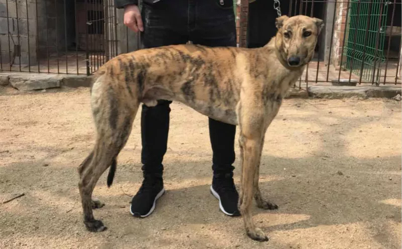 幻觉离虎 999018881701950 - 格力犬yy--格力犬血统查询