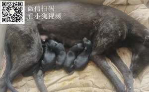 黑王X八百 900022050091970.jpg