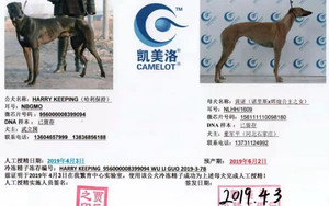 哈利保持X黄诺 156111110098180，NLHH1609.jpg
