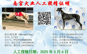 哈瓦那X大妞子 941000016715150.jpg
