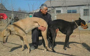 小佩德罗X天使 Ashby Angel.jpg