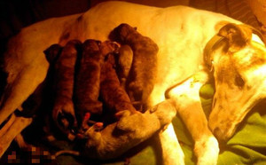 使溢出X欢欢 YY2349.jpg