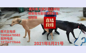 弹簧炮X野性的伤疤 900168801066597，98CSK.jpg