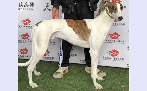 米麒麟 941000225081670，TY932