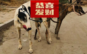 顶蜂X大点儿 900115001743657，NGXH720M23.jpg