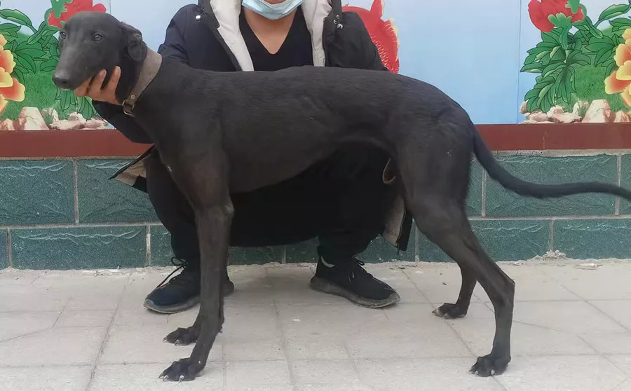 黑麒麟 900215003222449 - 格力犬yy--格力犬血统查询