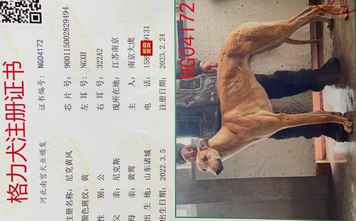 尼克黄风 900115002829494