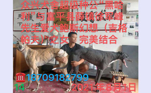 黑哈利X鲍斯幻想 TY520，941000225080576.jpg