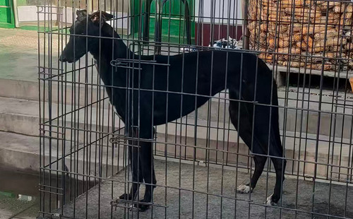 黑妮 900255002679485