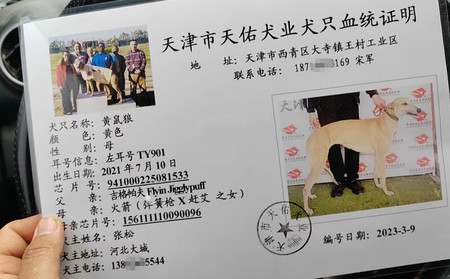 黄鼠狼 941000225081533，TY901