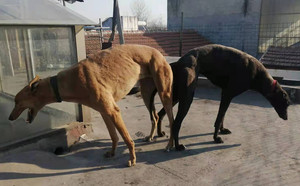 黄午夜X拉克兰戴尔儿 900250000765816，LKXS1810.jpg