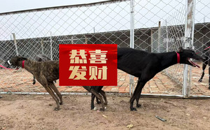 突击队员X阿尼亚水仙 900219000991023.jpg