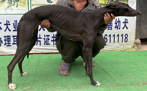 小黑母 900215006618478，SMWZ225M