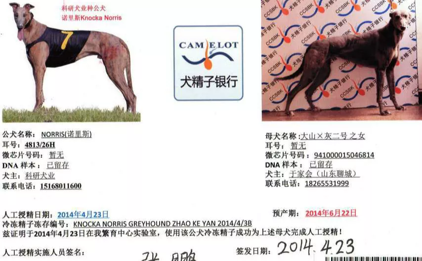 格力犬诺里斯资料图片