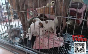 米麒麟X费尔南多·雪容融 900215004775636.jpg