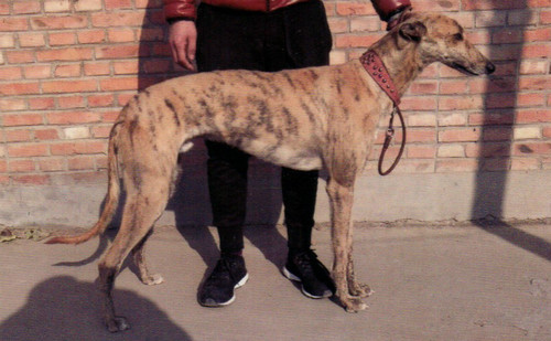 格力犬中英文血统查询