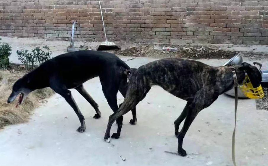 格力犬海浪来袭资料图片