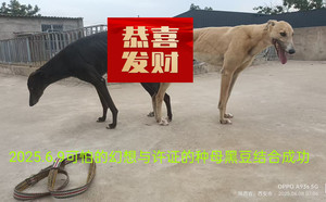 可怕的幻想X黑豆 900215000445615.jpg