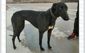 钢铁雪碧 156111110066904.jpg