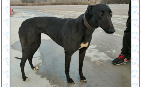 钢铁雪碧 156111110066904