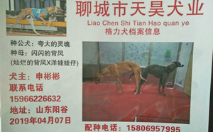 夸大的灵魂X闪闪的背风BFYW61A.jpg