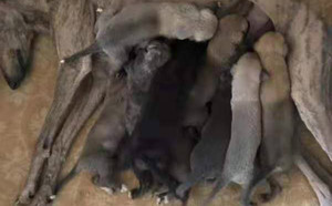 魔法蛋白石X可乐 TY384，900018881702834，彩虹公主.jpg