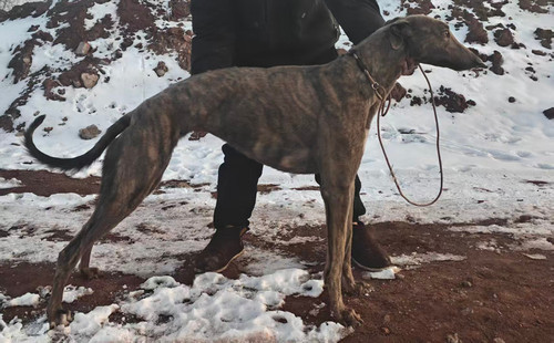 怪狸 900215010479303，0134K