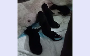 卡尼亚游轮X超越清楚 900215000050694.jpg