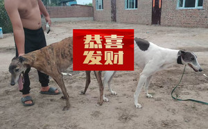 威尔先生X嘉里公主 990000009414877.jpg