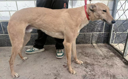 黄老邪 990000007127660