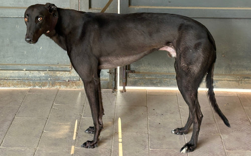 黑喷射 900263001562257