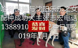哈利保持X黄白花 900250000384710.jpg