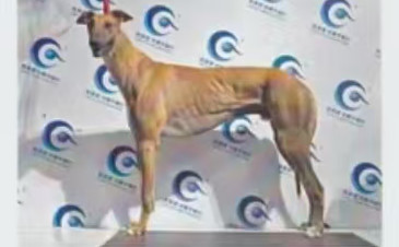 黄喷射 988000001880345