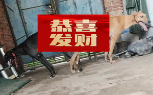 黄赤兔X黑色美女900128001225818.jpg