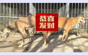 飞鹰X黄莺 156111110097054，J910A.jpg