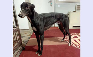 霹雳994083000000091.jpg