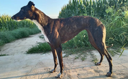 幻影900215004956530 - 格力犬yy网电脑版--格力犬血统查询,繁殖记录