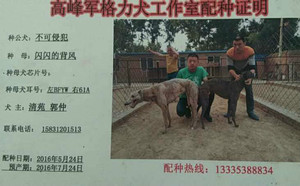 不可侵犯X闪闪的背风BFYW61A.jpg