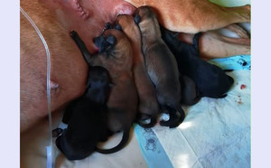 摩甘波X美阿塔 900022092028748.jpg