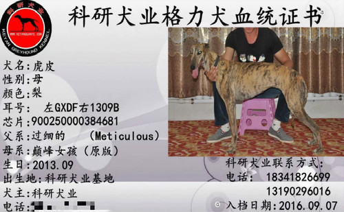虎皮 GXDF 1309B，900250000384681