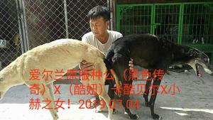 黑色传奇X酷妞 900155000037004，JXQY1780.jpg