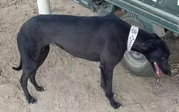 格力犬yy--格力犬中英文血统查询